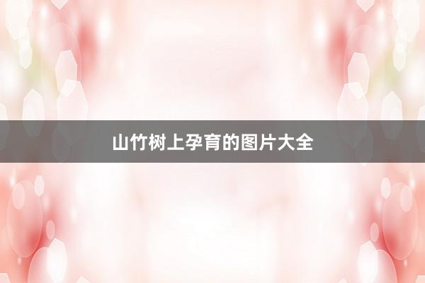 山竹树上孕育的图片大全